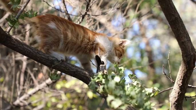 猫咪在晒太阳 慵懒 爬树