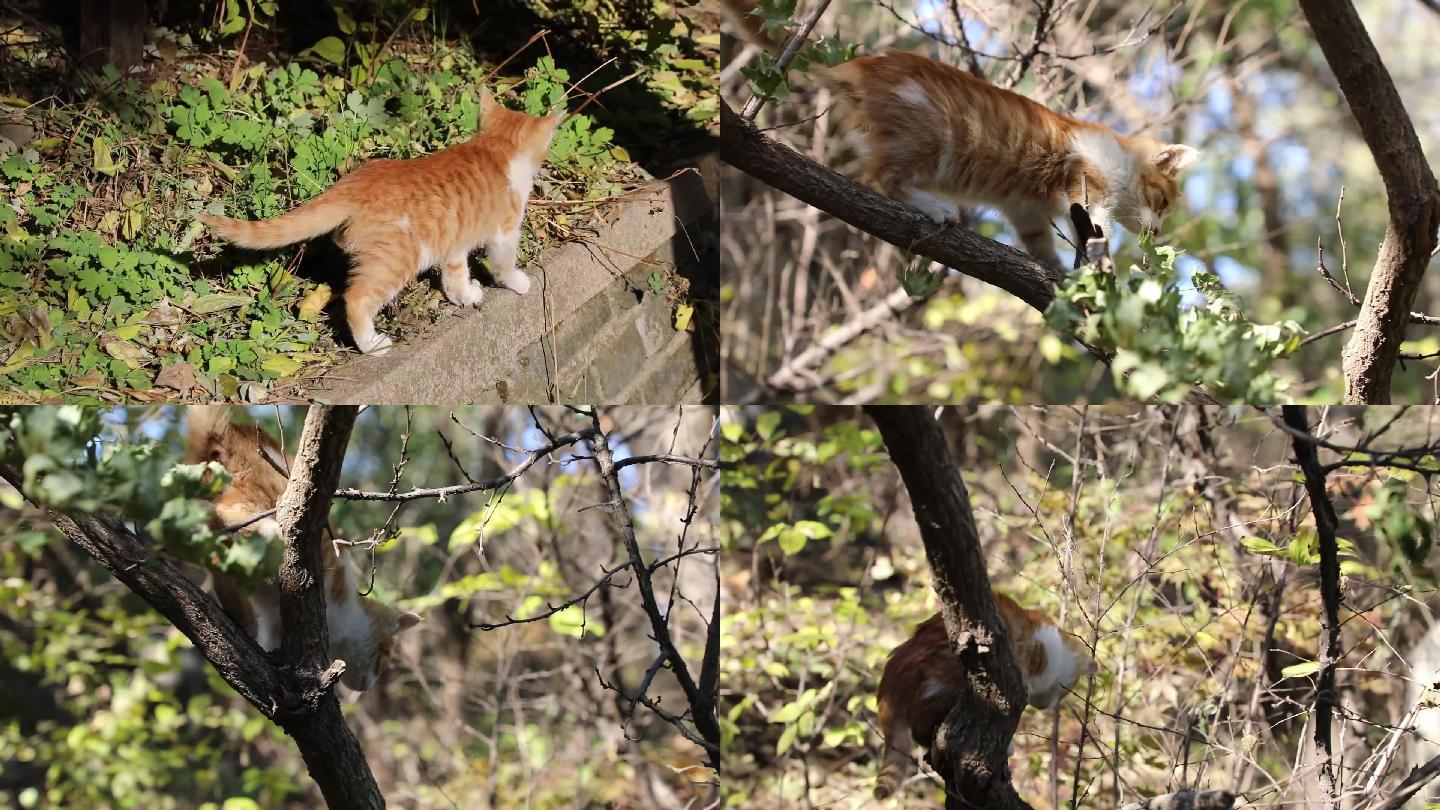 猫咪在晒太阳 慵懒 爬树