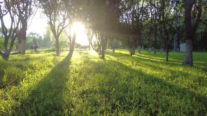公园早晨绿树草地树林阳光灿烂太阳小清新