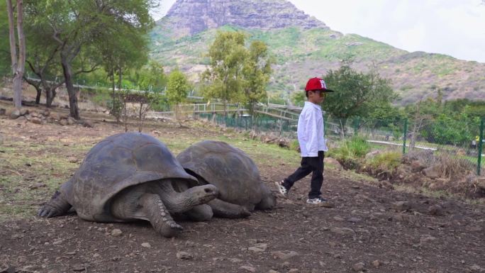 小男孩好奇抚摸超大象龟