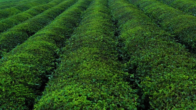 羊楼洞茶场航拍