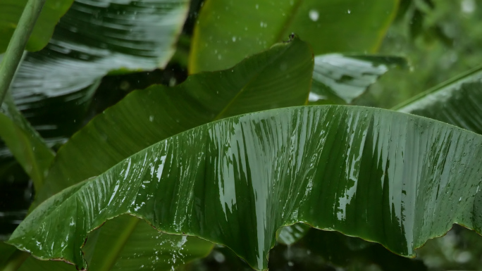 雨打芭蕉树叶