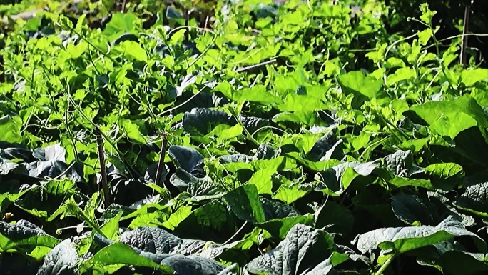 植物藤蔓 4k延时