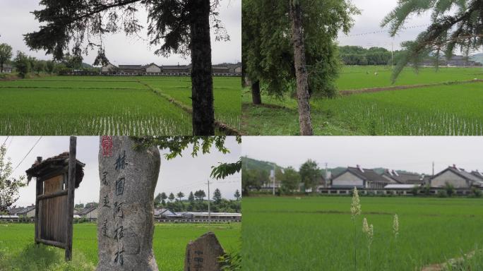 赫图阿拉村的水稻田