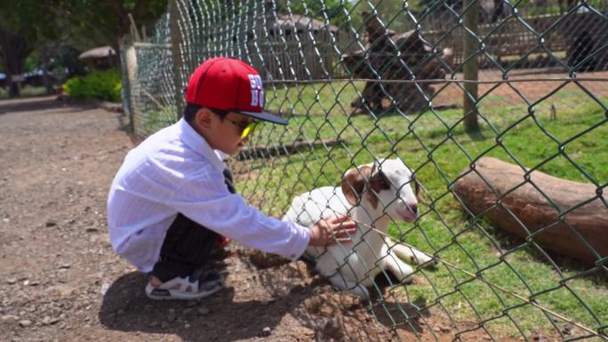 小男孩在户外动物园抚摸动物羊