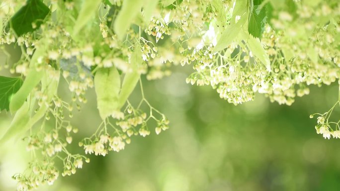 椴木开花在风中飘动