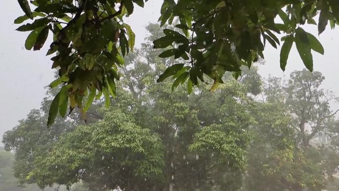 雨水季春雨绿树树叶雨滴雨淋雷雨季节