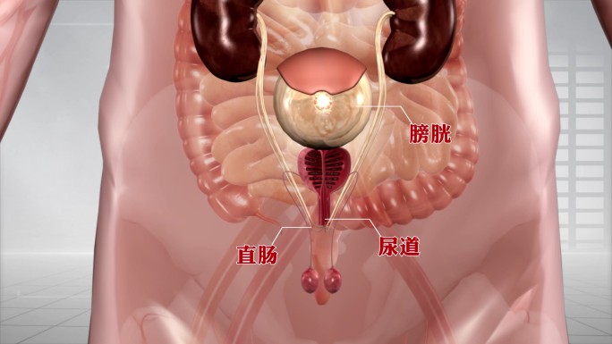 前列腺三维机理 膀胱  前列腺腺体