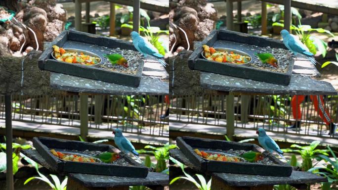 鹦鹉进食吃瓜子