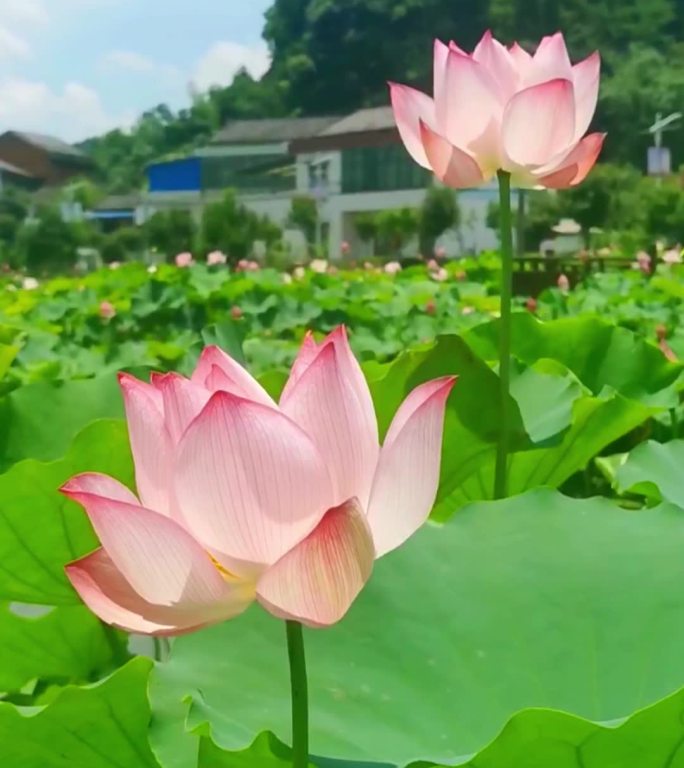 抖音荷花夏天