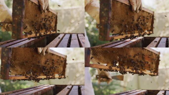 穿着防护服的养蜂人的手正在检查蜂房的蜂巢架