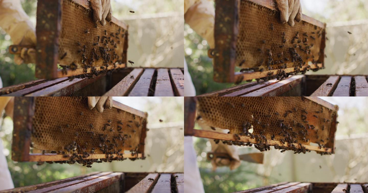 穿着防护服的养蜂人的手正在检查蜂房的蜂巢架