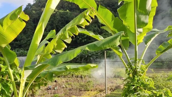 芭蕉叶芭蕉树太阳晨曦照射芭蕉叶逆光透明