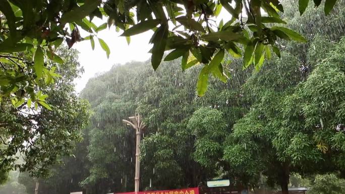 雨水季春雨绿树树叶雨滴雨淋雷雨季节
