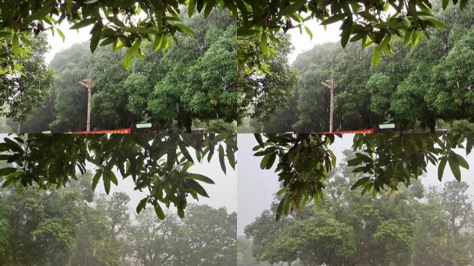 雨水季春雨绿树树叶雨滴雨淋雷雨季节