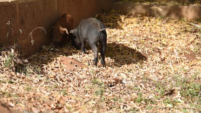 藏香猪 中国传统黑猪视频 泸沽湖黑猪视频