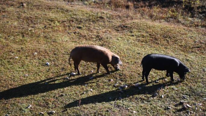 藏香猪素材土猪视频中国黑猪泸沽湖放养黑猪