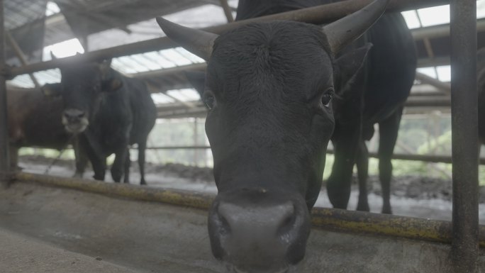 黄牛 养殖牛 黄牛肉 饲养 谷物牛 灰度