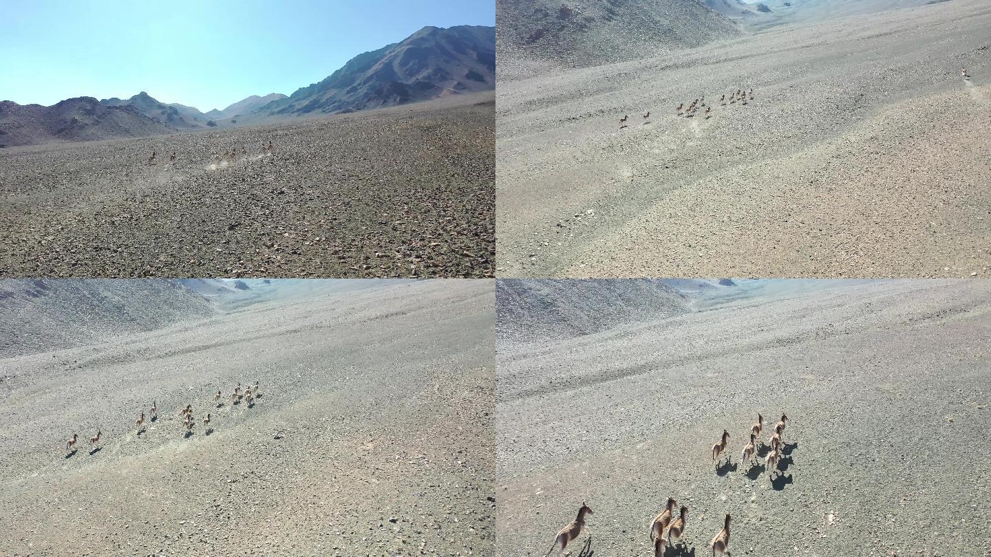 实拍西藏阿里地区野驴成群奔跑4K