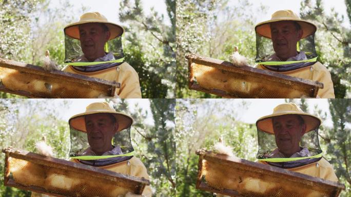 穿着防护服的高级白人男性养蜂人正在清理蜂巢的蜂巢框