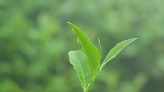 羊楼洞茶场