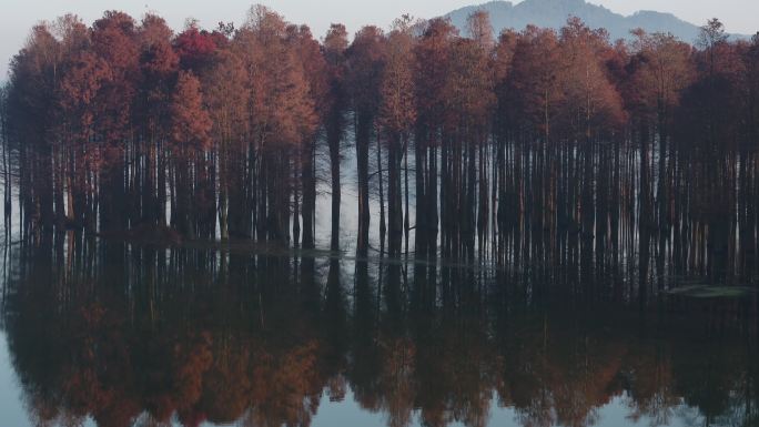 宁波四明湖水杉-秋季