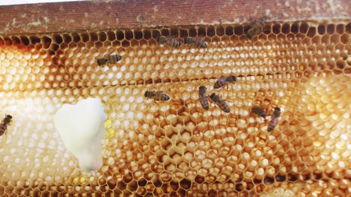近距离的蜜蜂在蜂巢的蜂巢框架上