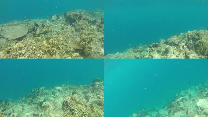 热带珊瑚礁海洋，多彩的水下海景,潜水海底