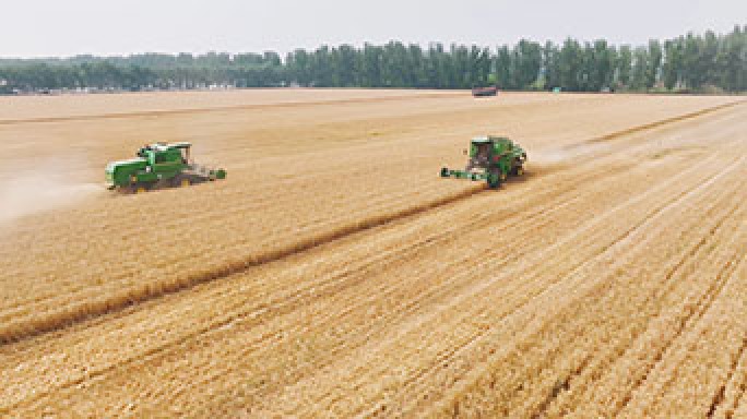 麦田金色麦田丰收小麦麦穗收割丰收农田田野