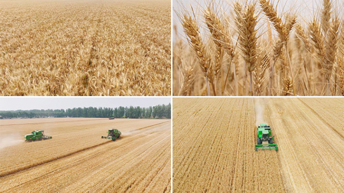 麦田金色麦田丰收小麦麦穗收割丰收农田田野