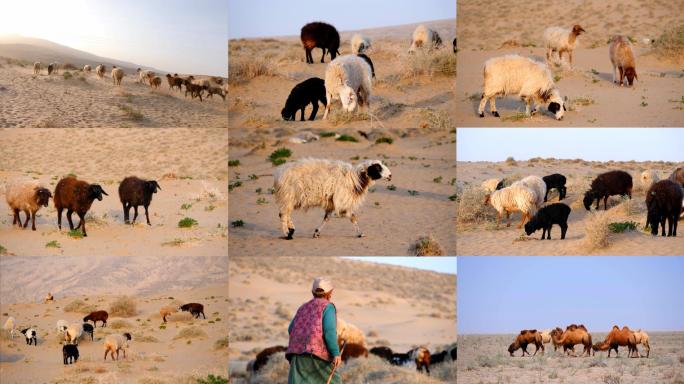 新疆绵羊 放养绵羊 放羊老人 羊群 骆驼