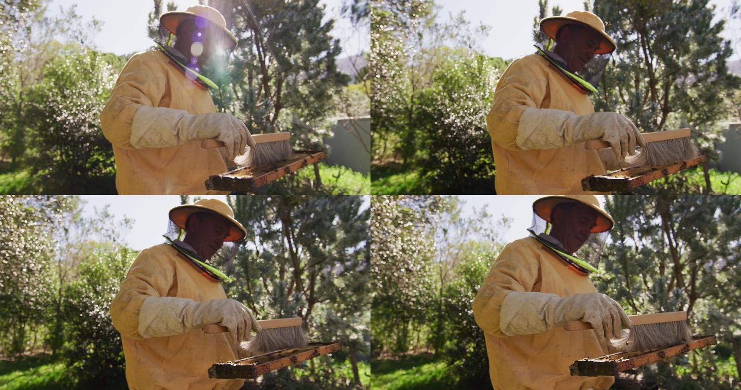穿着防护服的高级白人男性养蜂人正在清理蜂巢的蜂巢框
