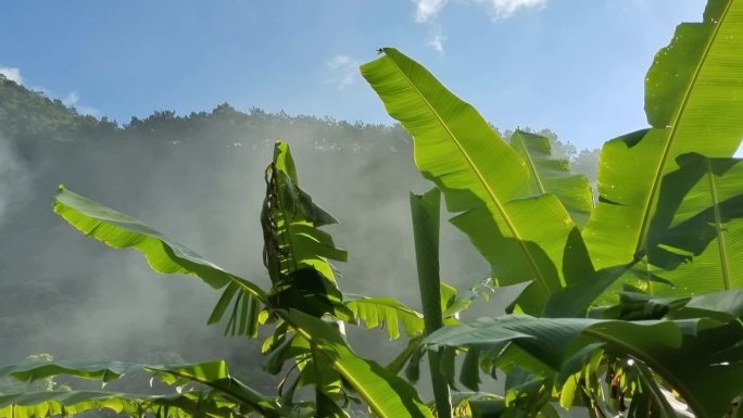 芭蕉叶芭蕉树太阳晨曦照射芭蕉叶逆光透明