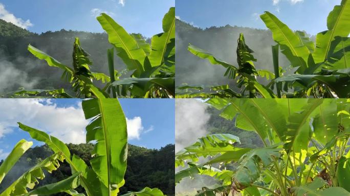 芭蕉叶芭蕉树太阳晨曦照射芭蕉叶逆光透明