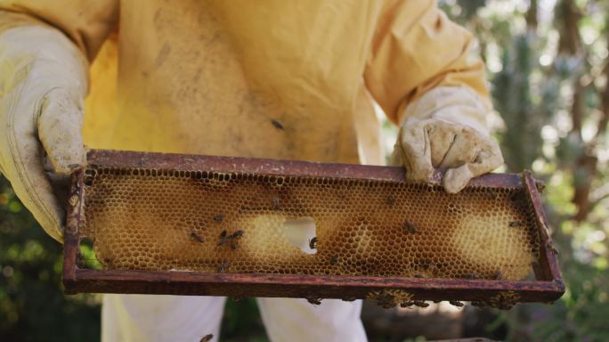 穿着防护服的白人男性高级养蜂人从蜂房检查蜂房框架