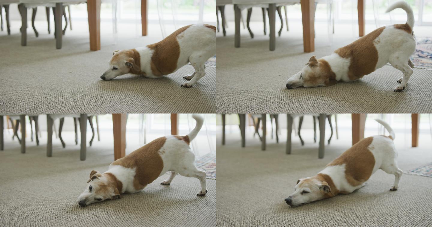 宠物狗在客厅的地毯上玩耍