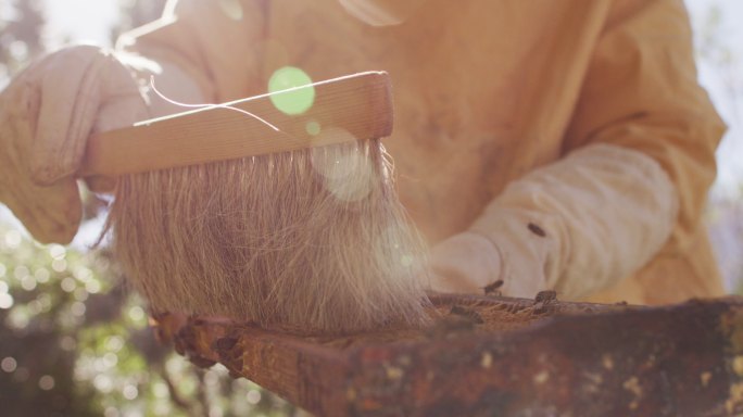 穿着防护服的养蜂人用刷子从蜂巢中清洁蜂巢框