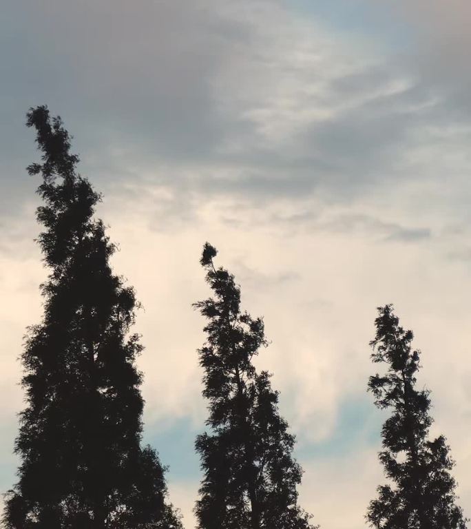 日落时分在晚霞中摇曳的杉树，延时摄影空镜
