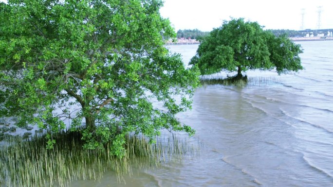 深圳红树湾公园潮水实拍视频素材