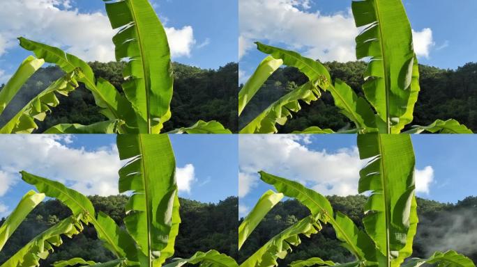 芭蕉叶芭蕉树太阳晨曦照射芭蕉叶逆光透明