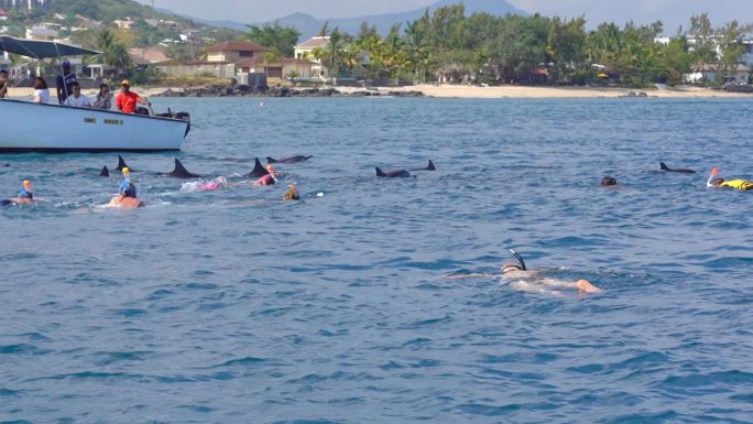 游客大海里追野生海豚和海豚同游