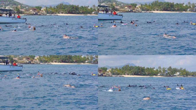 游客大海里追野生海豚和海豚同游