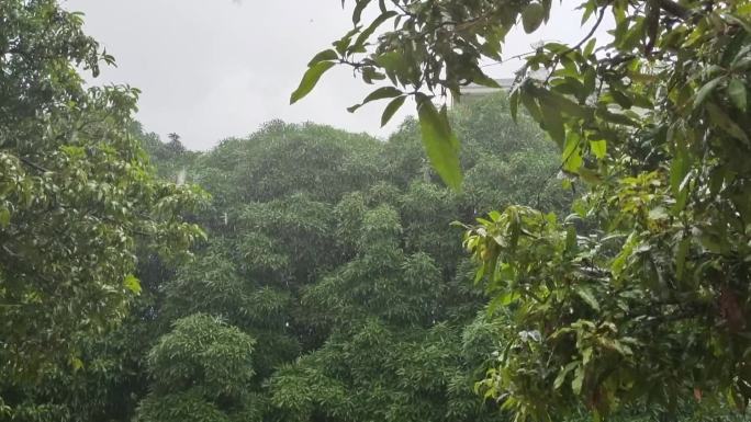 雨水季绿树树叶雨滴大雨淋雷雨季节雨洒绿叶