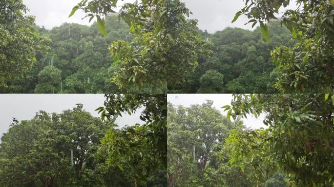 雨水季绿树树叶雨滴大雨淋雷雨季节雨洒绿叶