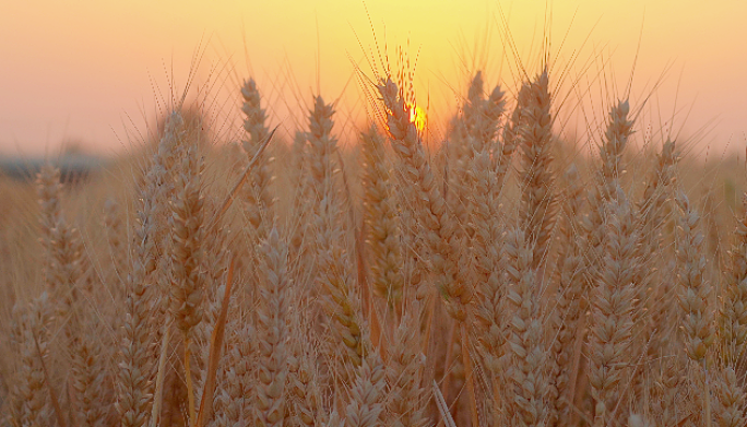 阳光下成熟的麦子