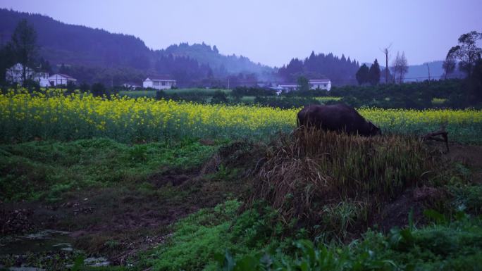 天黑在田坝吃草的水牛