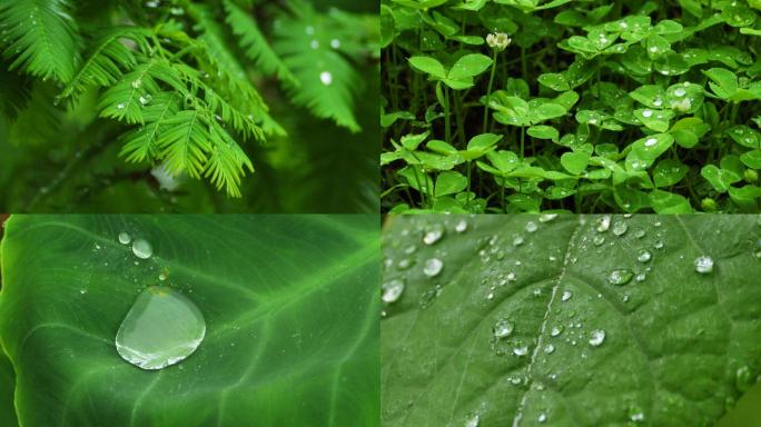 雨后的树木