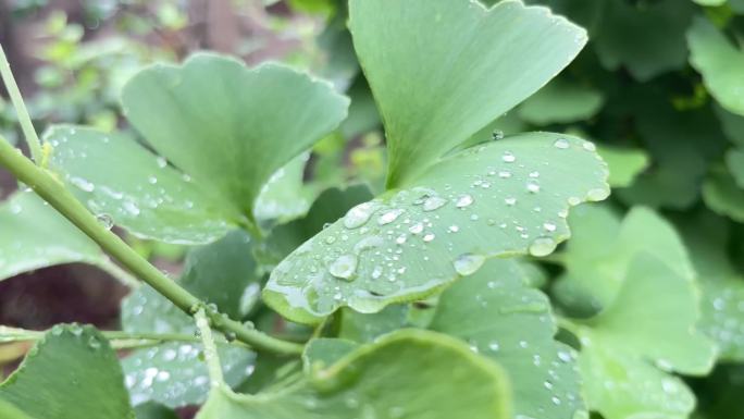 春天雨水雨天花草4K视频素材