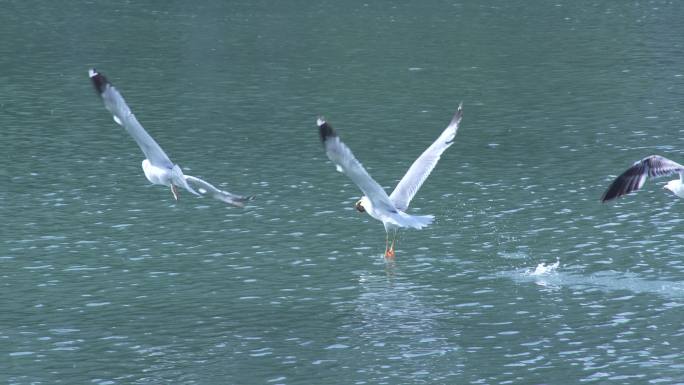 海鸥争夺泥鳅实拍4K素材