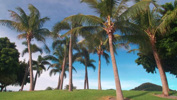 海岛棕榈树绿化风光园林